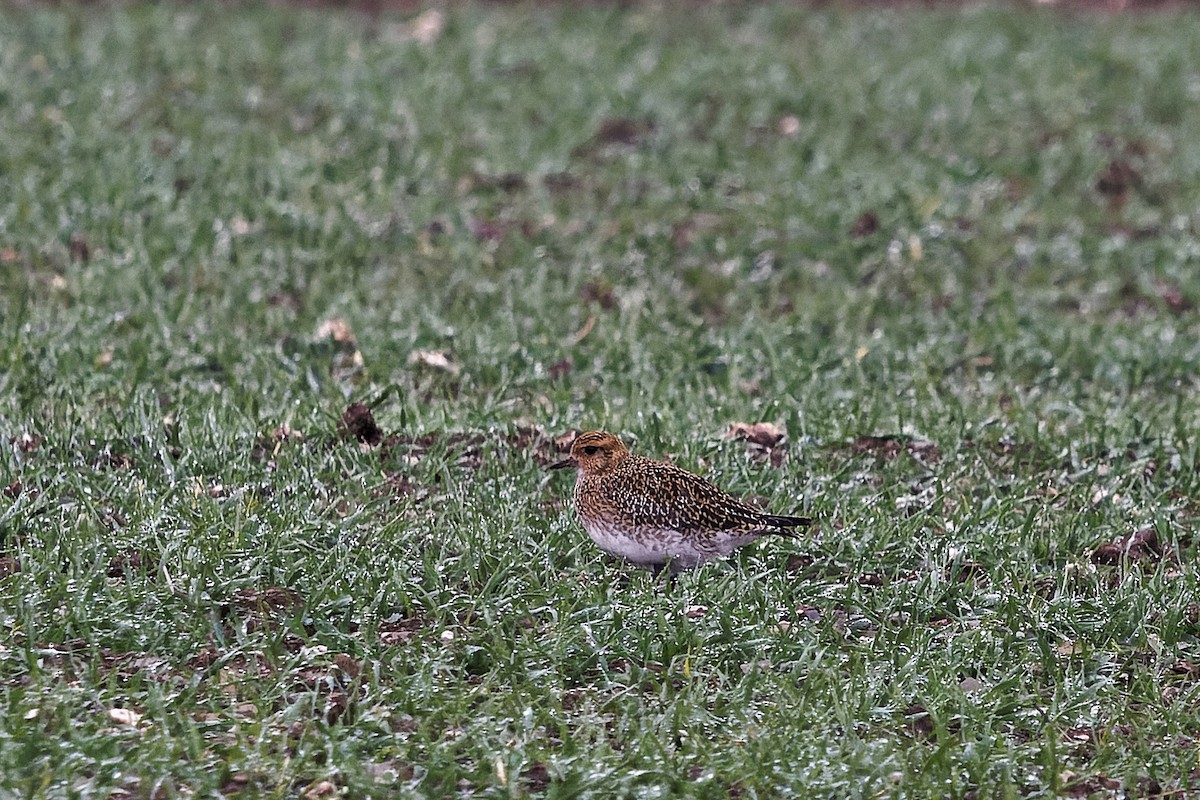 Сивка звичайна - ML645394053