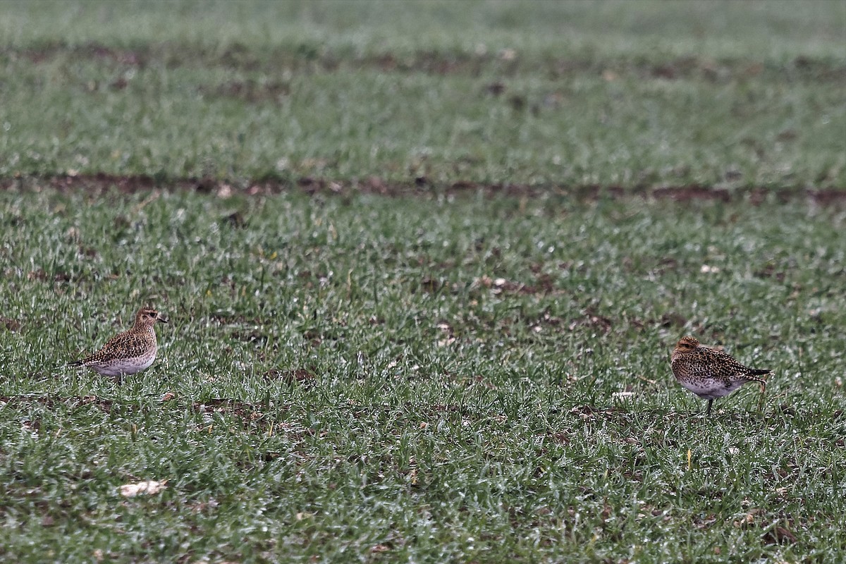 Сивка звичайна - ML645394054