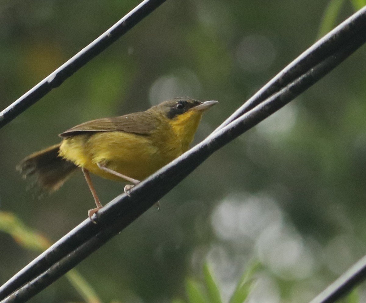 Paruline voilée - ML645394056