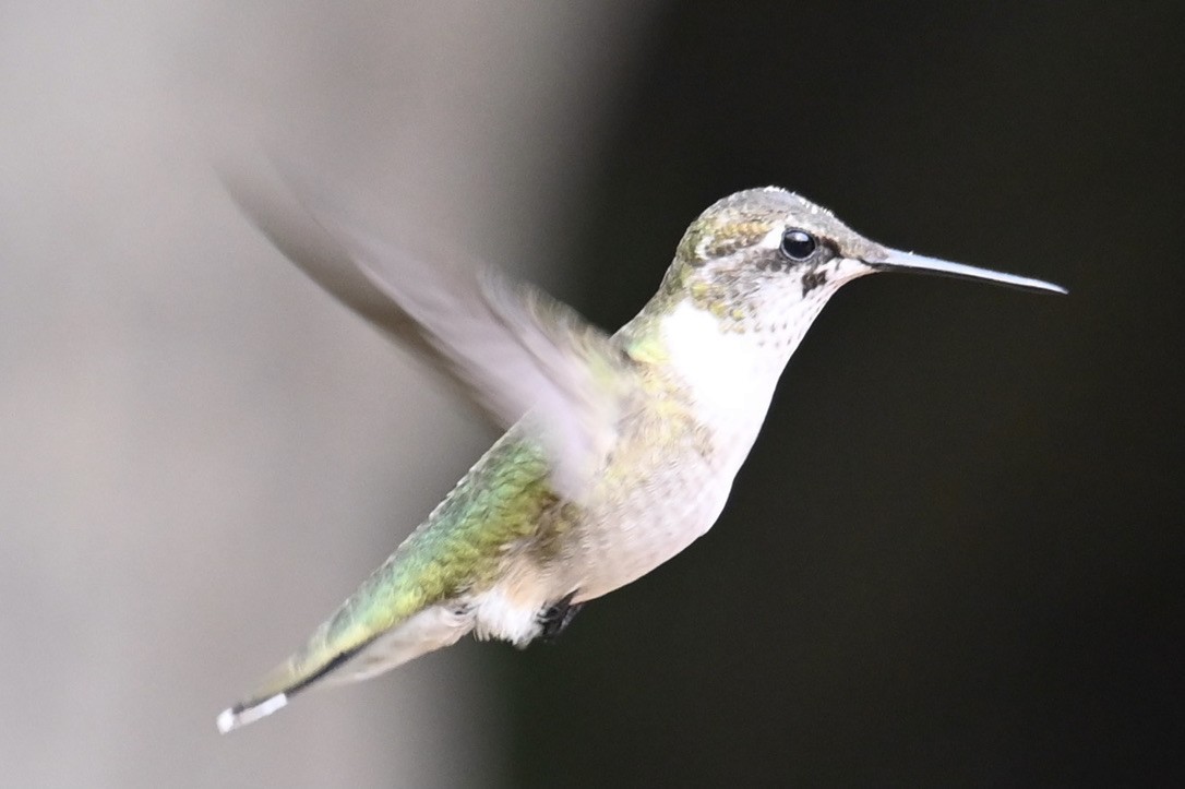 Рубиновогорлый колибри - ML645394060