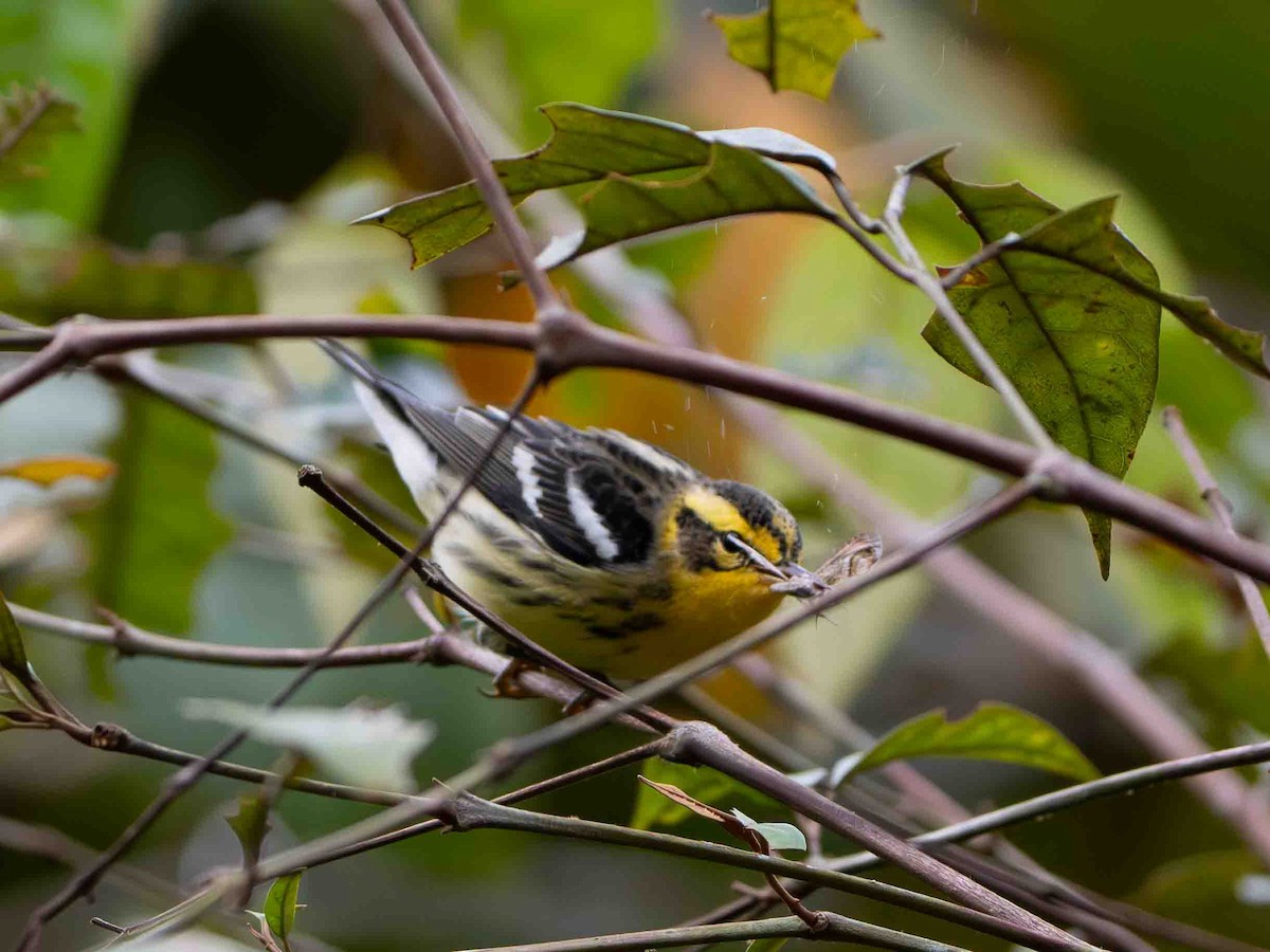 Reinita Gorjinaranja - ML645394068