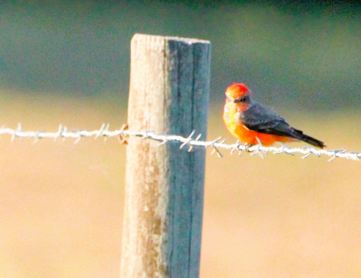 Vermilion Flycatcher - ML645394070