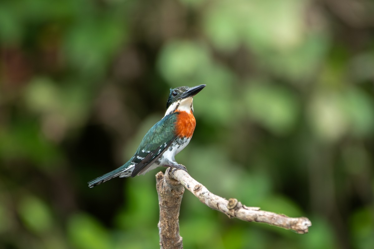 Green Kingfisher - ML645394072