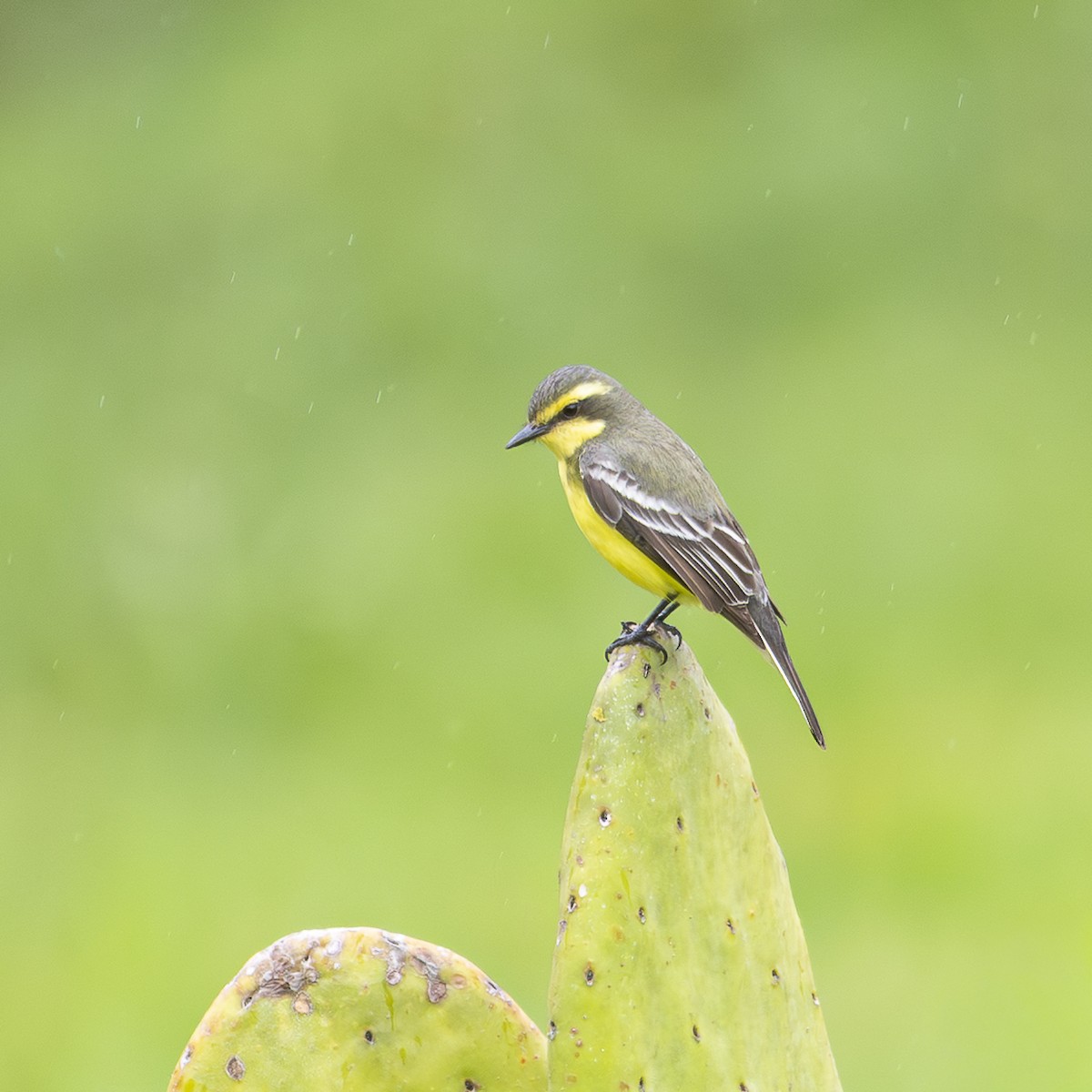 Yellow-browed Tyrant - ML645394073