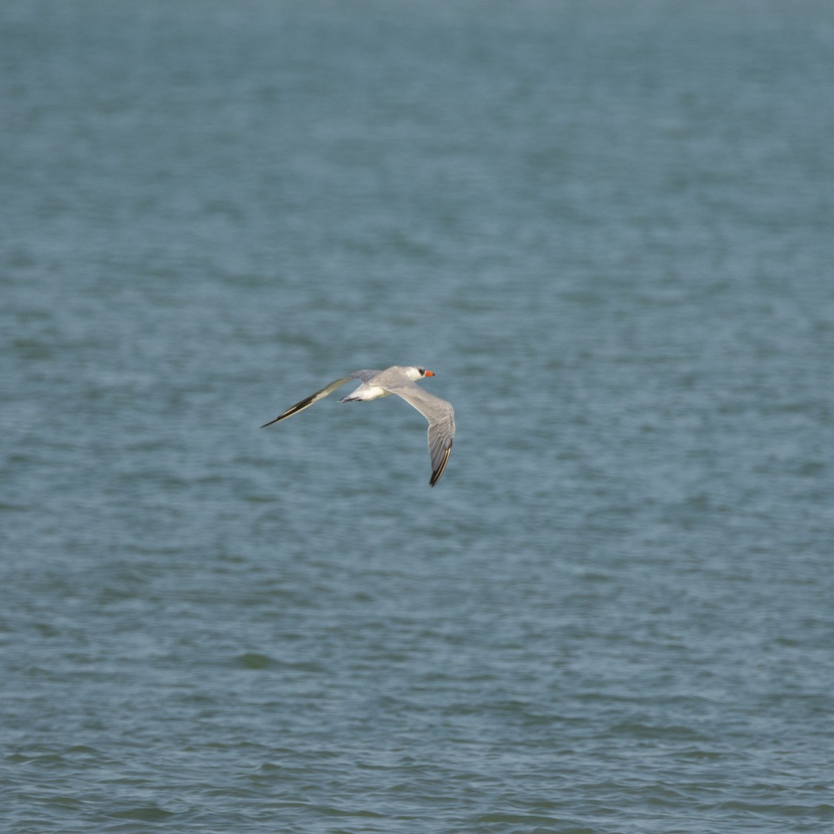Caspian Tern - ML645394080