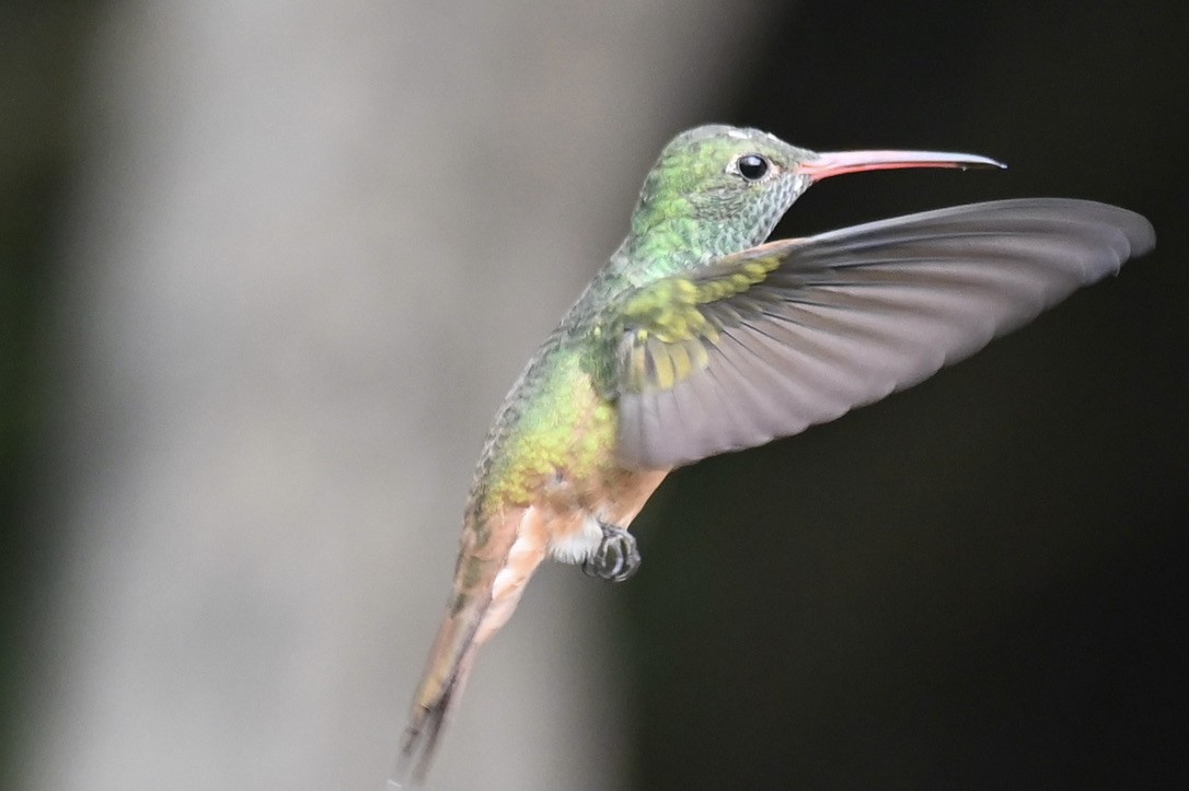Buff-bellied Hummingbird - ML645394084