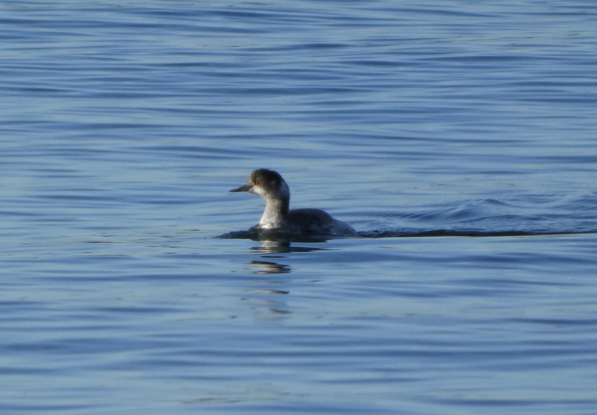 potápka černokrká - ML645394088