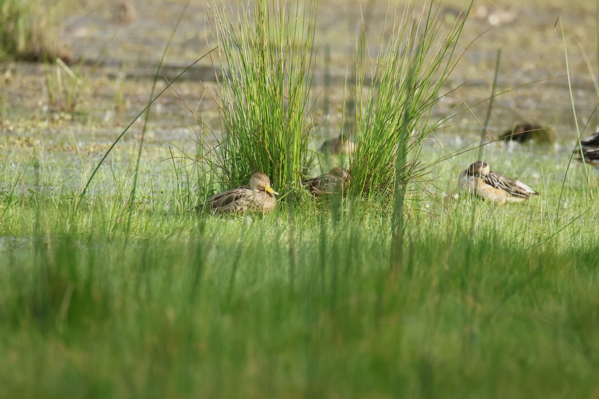 Yellow-billed Pintail - ML645394091