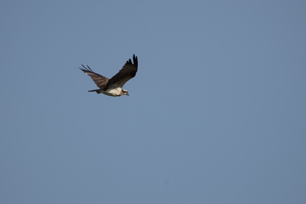 Osprey - ML645394094