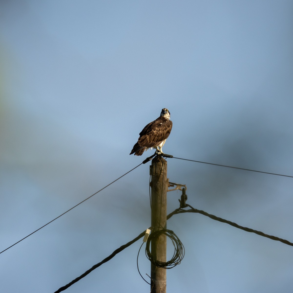 Osprey - ML645394096