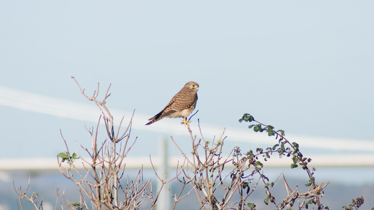 Начин шонхор - ML645394097