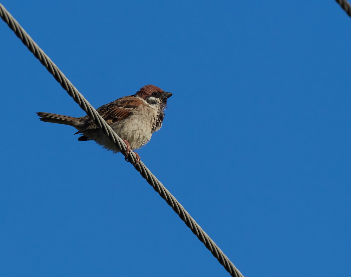 Ağaç Serçesi - ML645394101