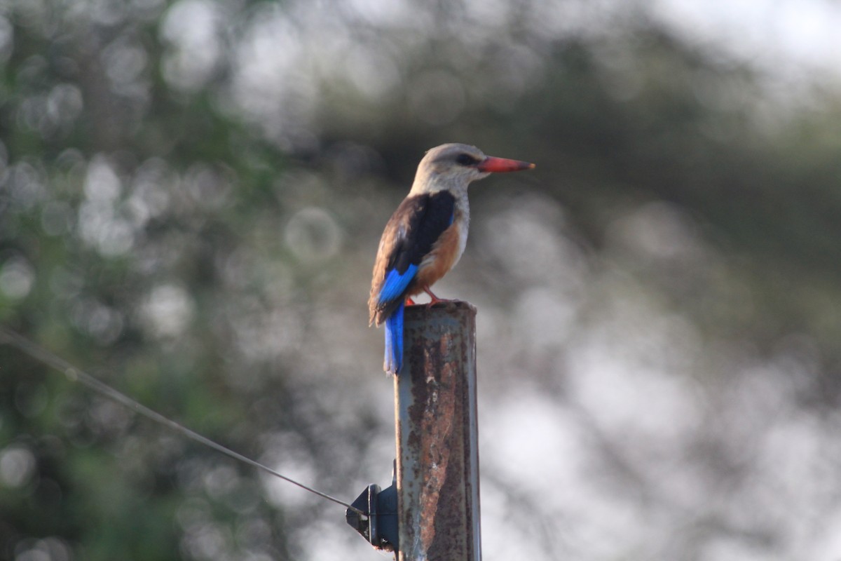 Martin-chasseur à tête grise - ML645394102