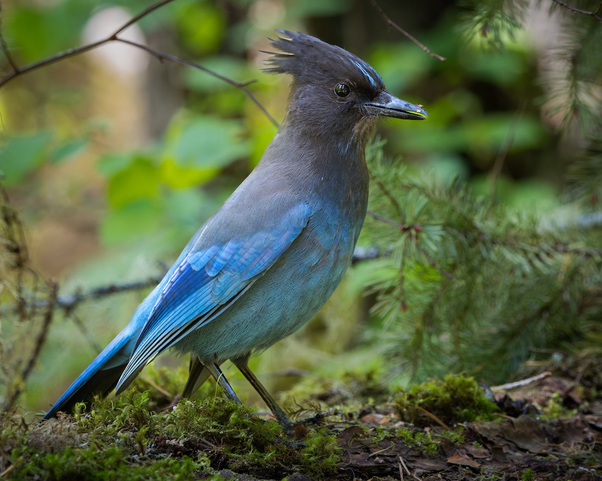 Steller's Jay - ML645394104