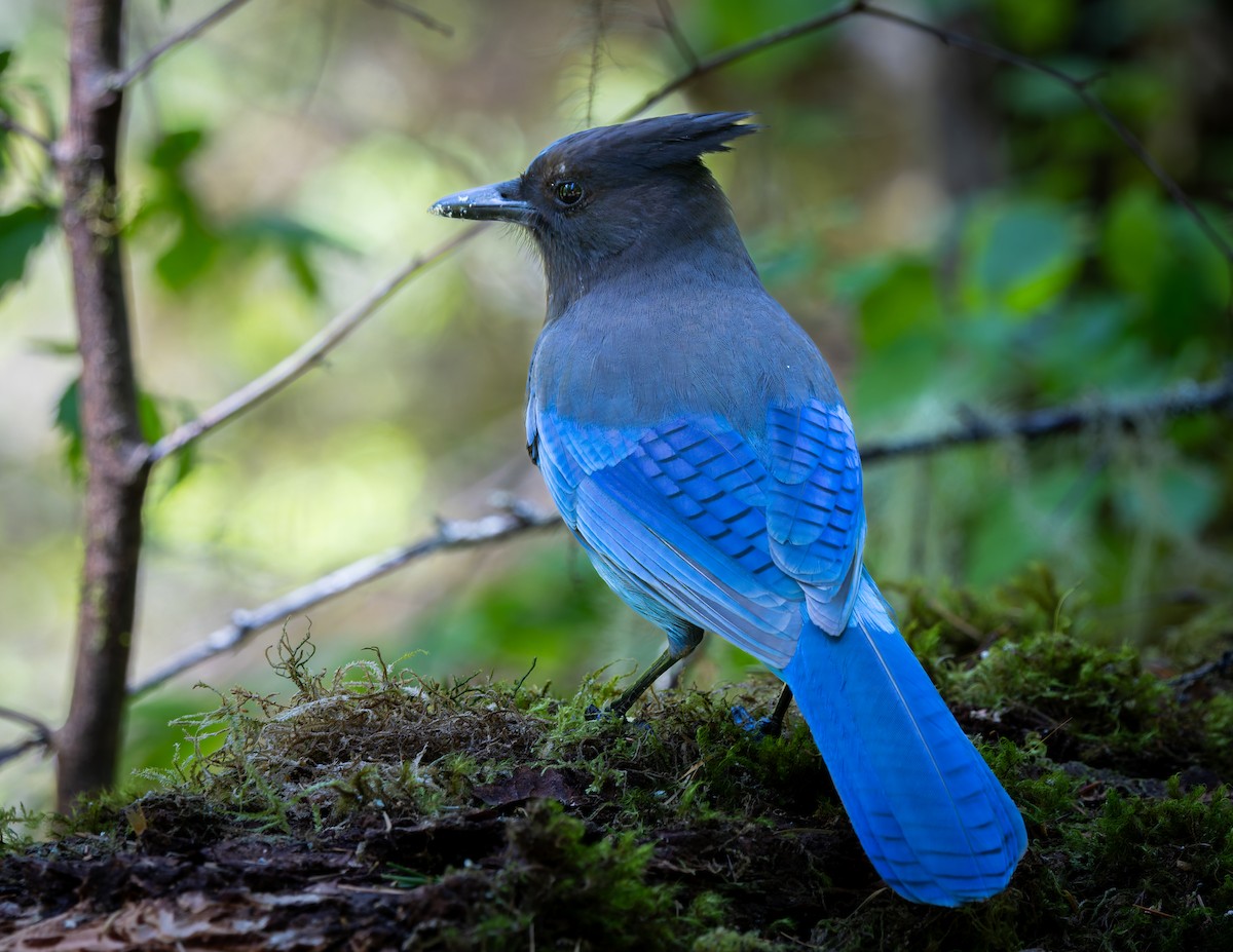 Steller's Jay - ML645394105