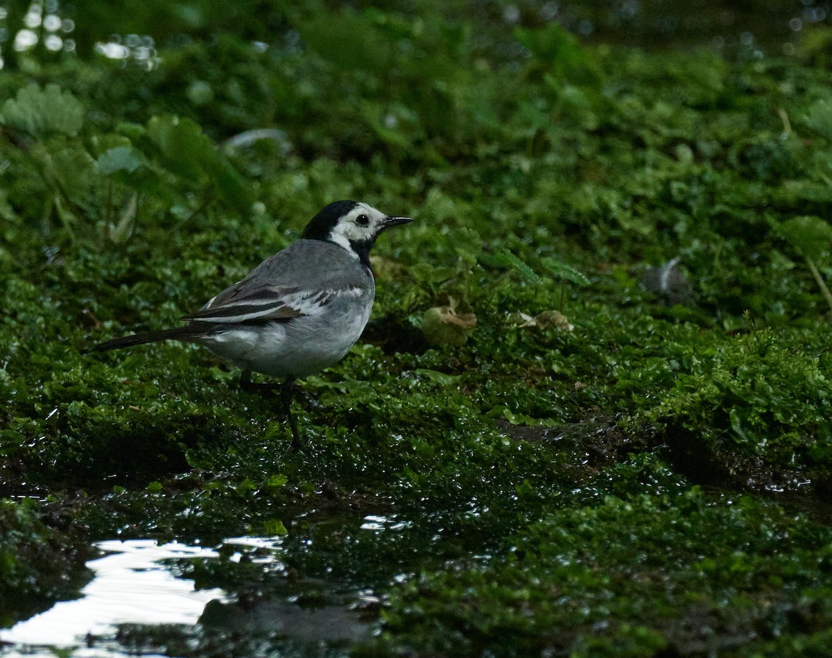 White Wagtail - ML645394106