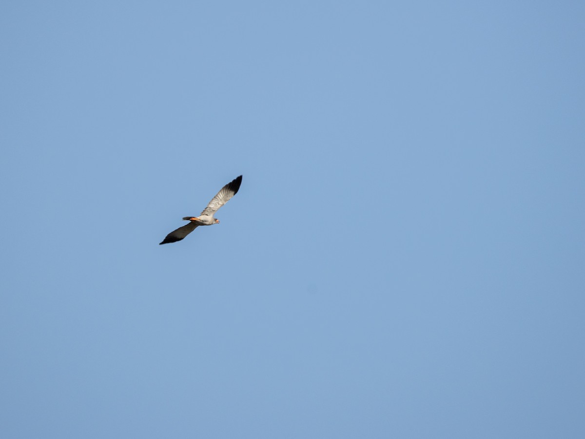 Dark Chanting-Goshawk - ML645394108