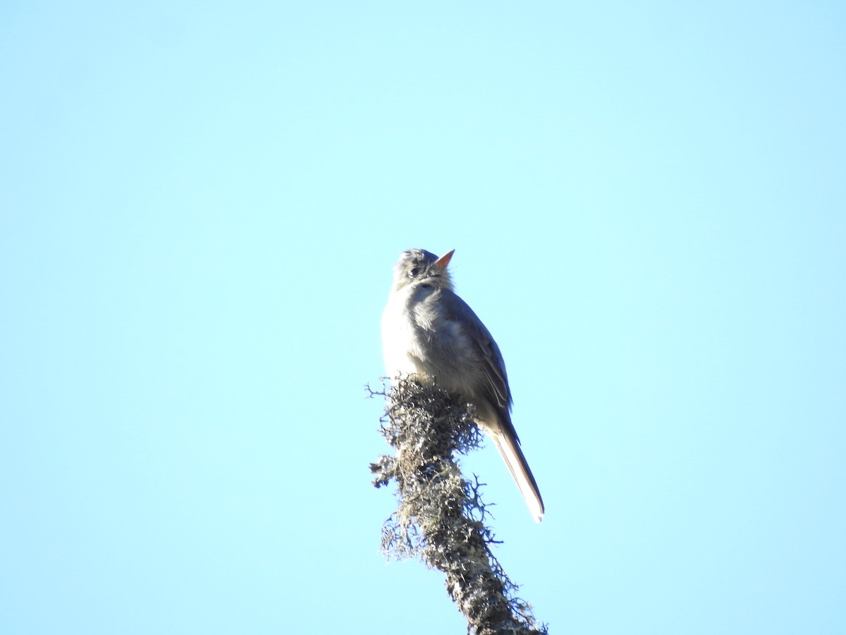 Greater Pewee - ML645394109
