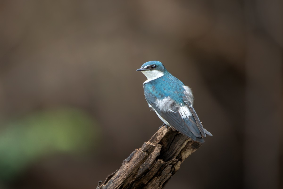 Mangrove Swallow - ML645394110
