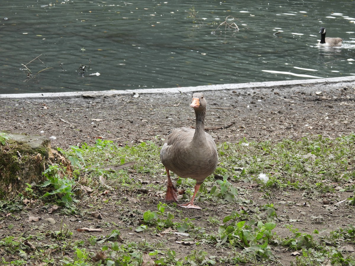 Oie cendrée - ML645394111