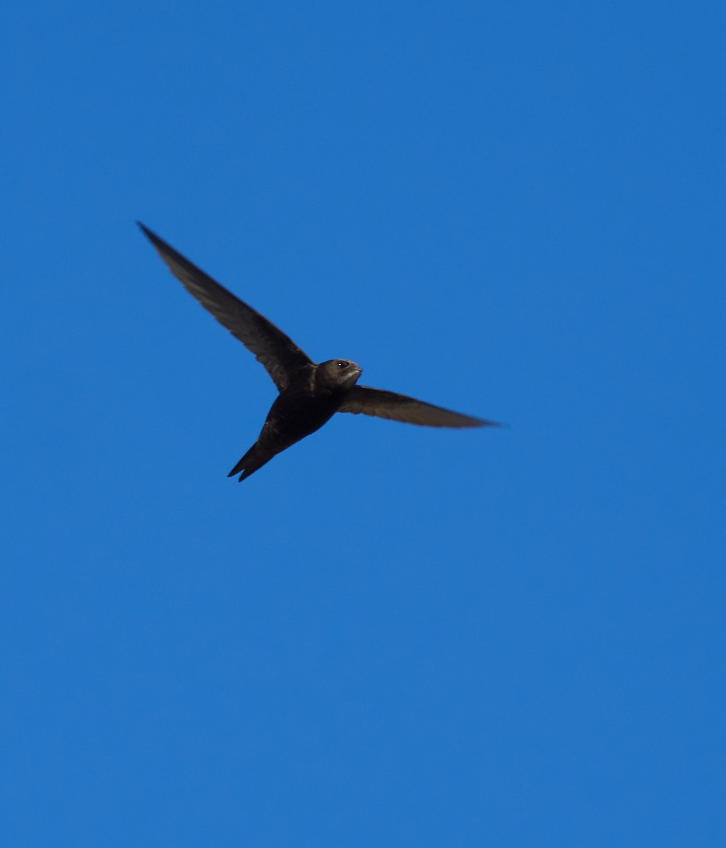 Common Swift - ML645394113