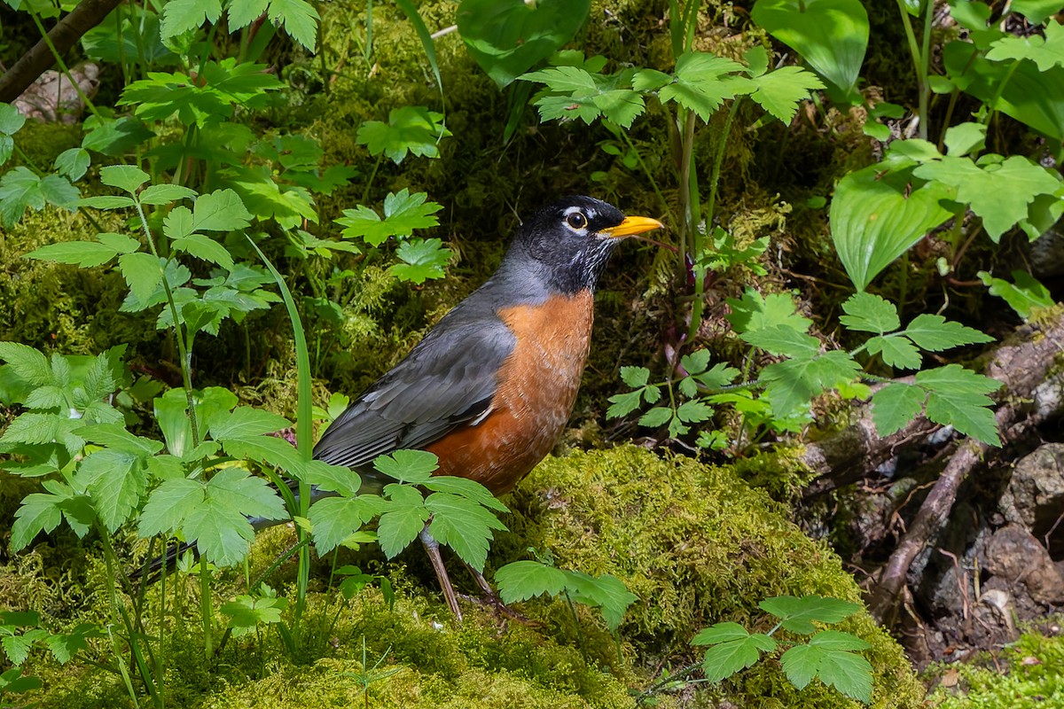 American Robin - ML645394114