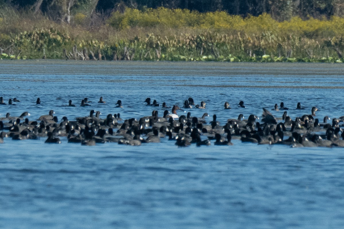 Murgilari bizkarzuria - ML645394116