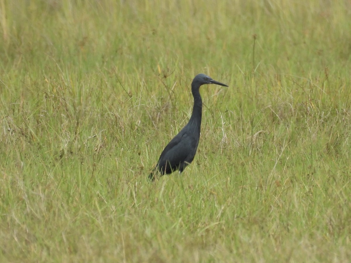 Black Heron - ML645394117
