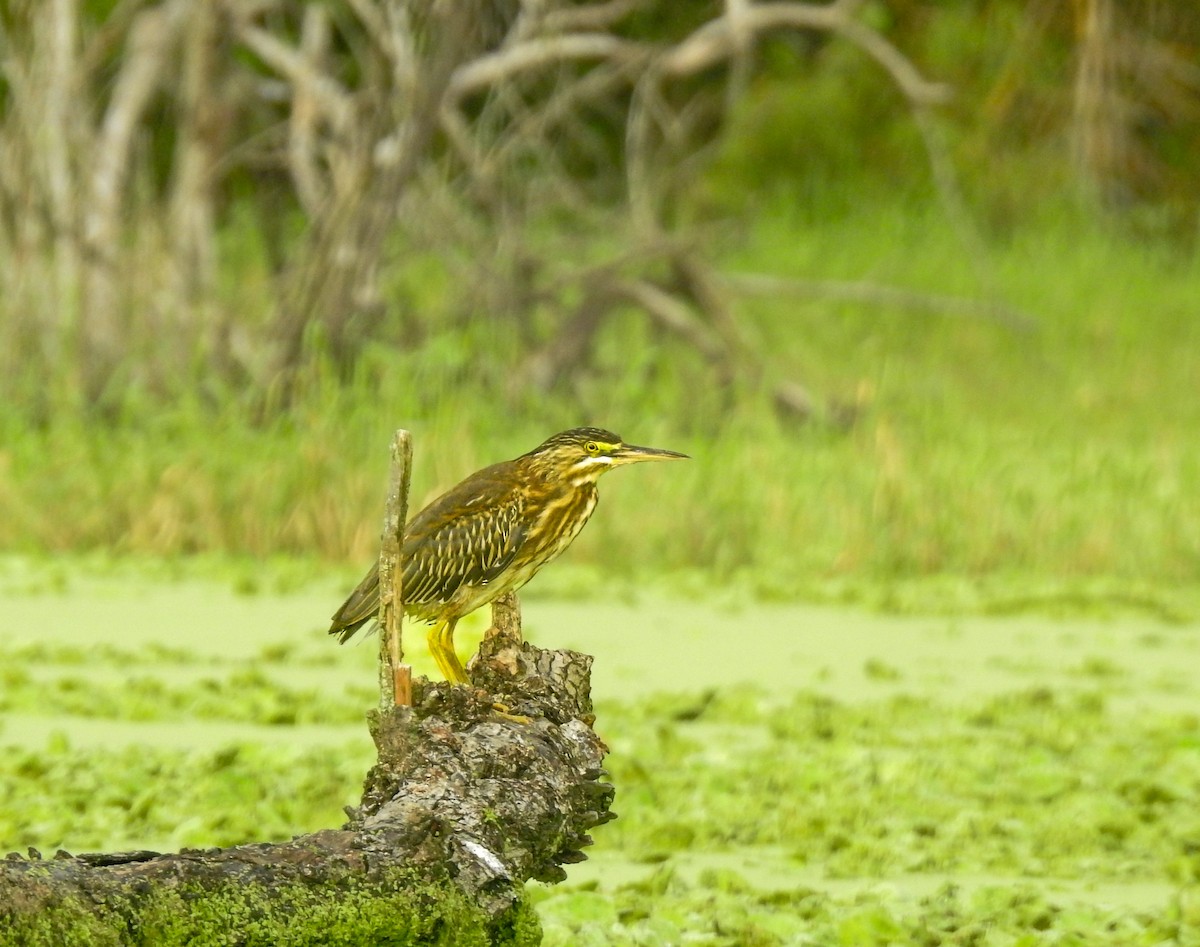 Striated Heron - ML645394122