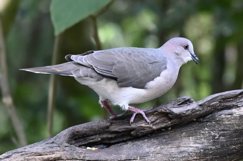 White-tipped Dove - ML645394126