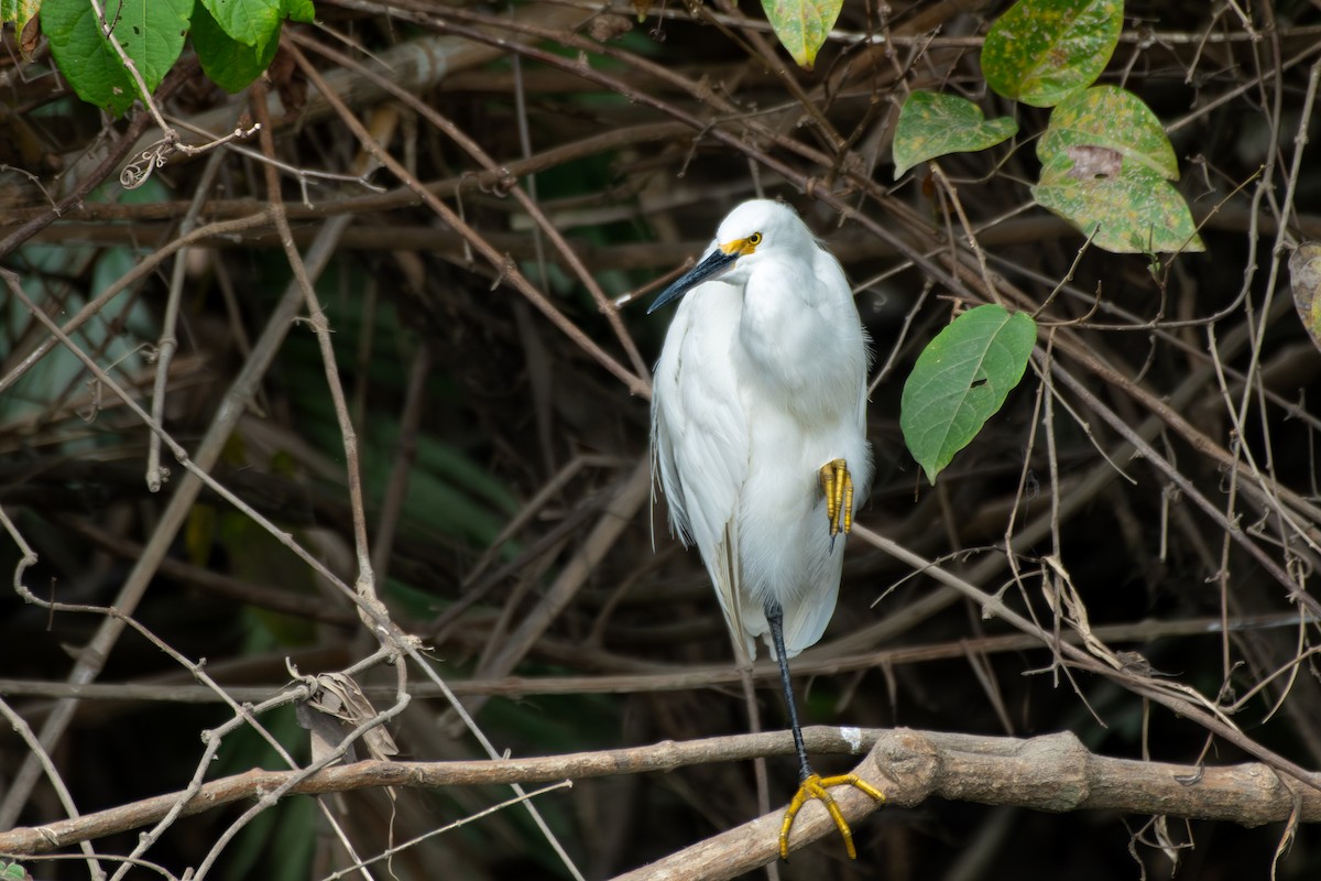 Snowy Egret - ML645394127