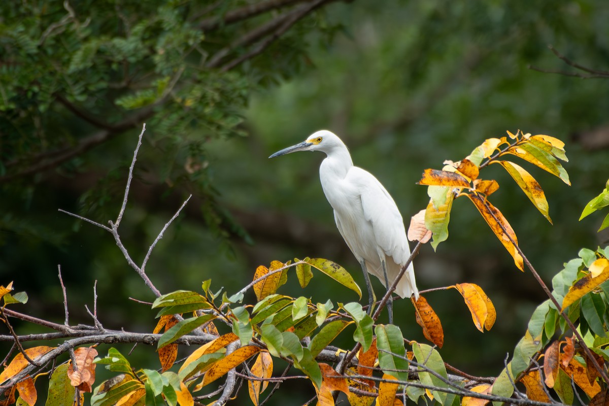 Snowy Egret - ML645394128