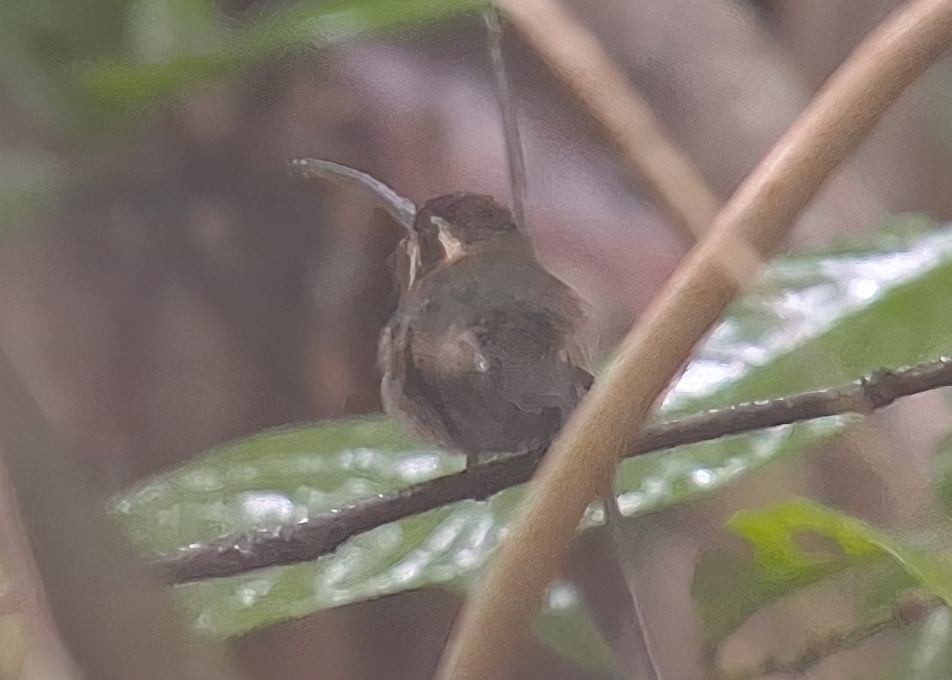 Minute Hermit - ML645394135