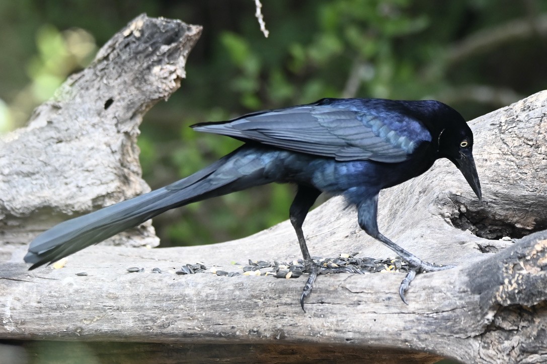 Great-tailed Grackle - ML645394147
