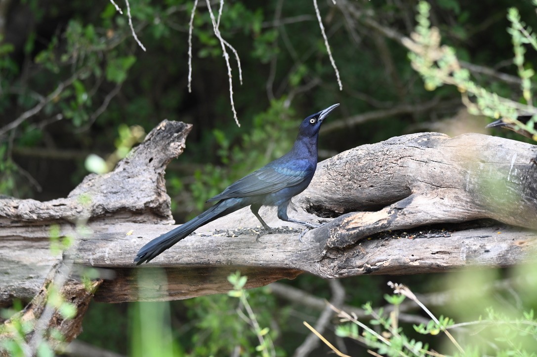 Great-tailed Grackle - ML645394149