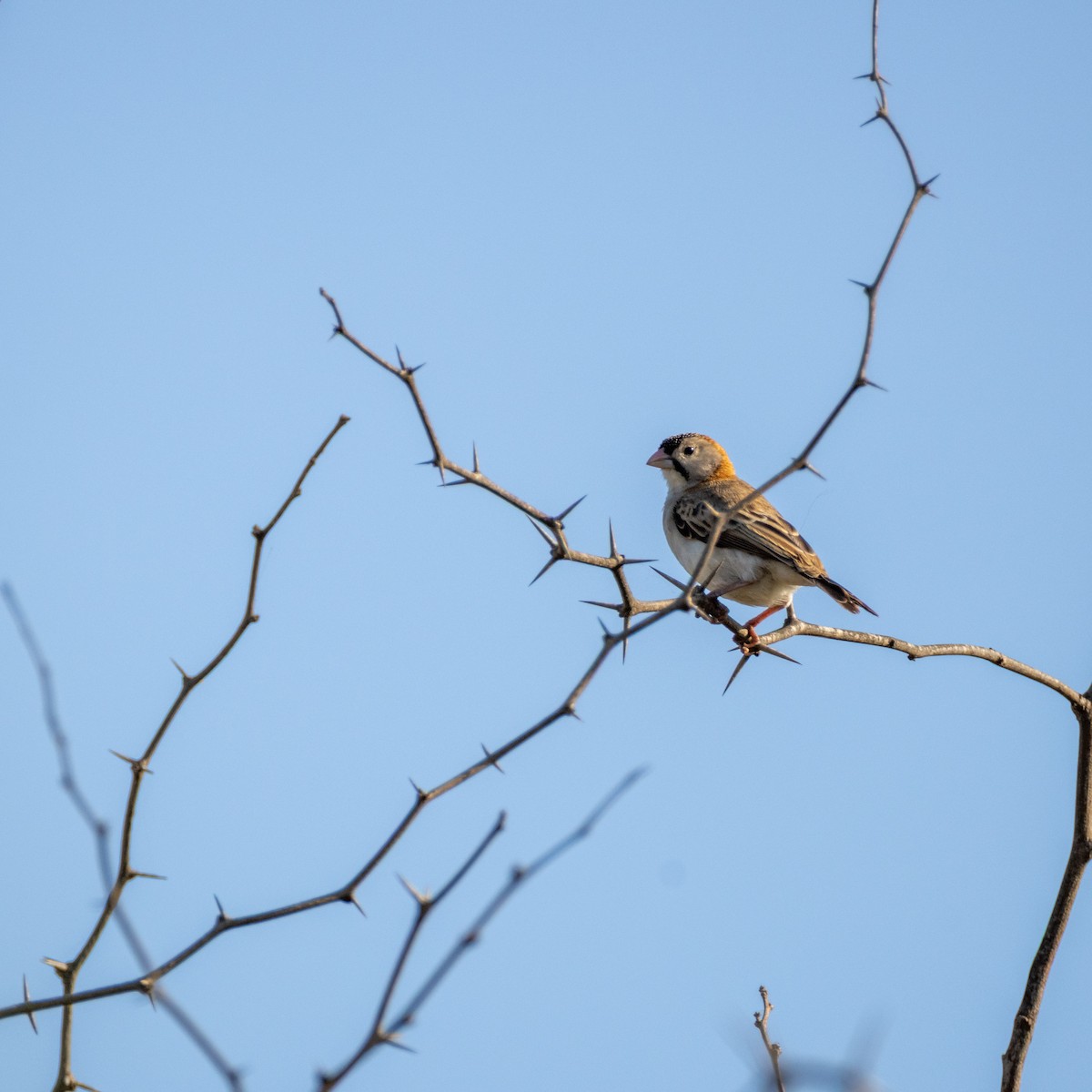 Speckle-fronted Weaver - ML645394154