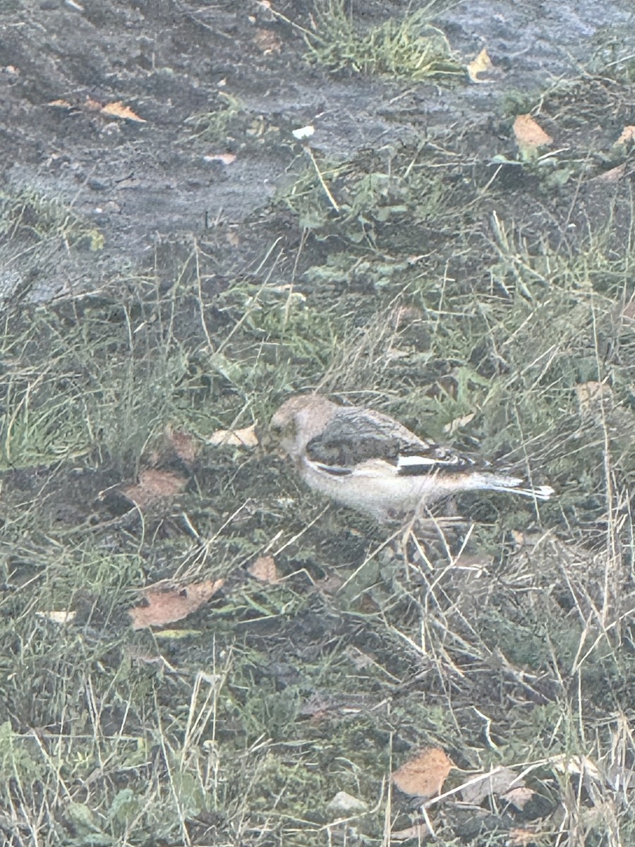 Snow Bunting - ML645394158