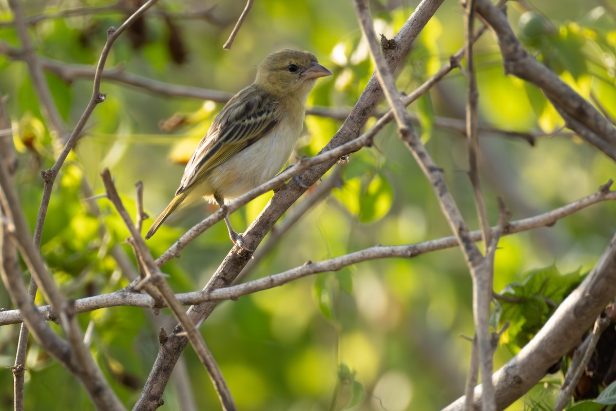 Little Weaver - ML645394162