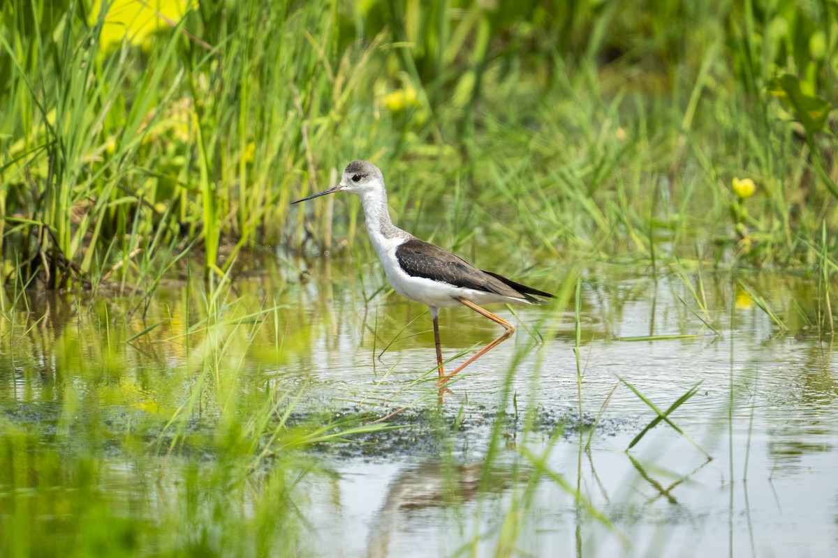 高蹺鴴 - ML645394163