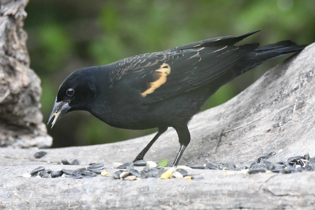 Red-winged Blackbird - ML645394164