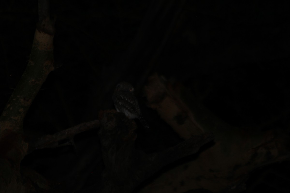 Pearl-spotted Owlet - ML645394165