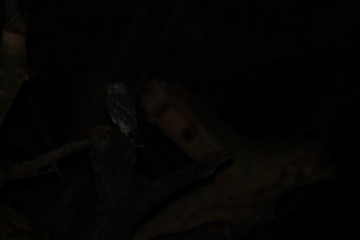 Pearl-spotted Owlet - ML645394166