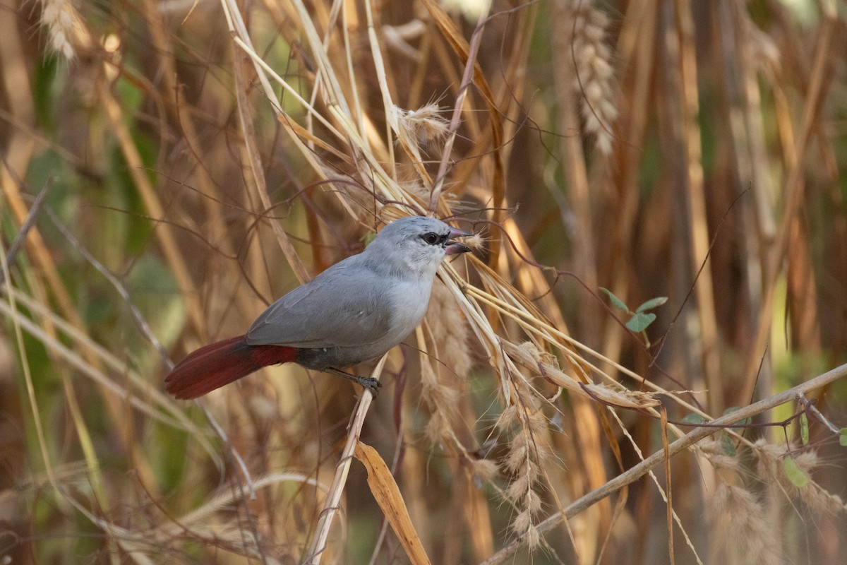 Lavender Waxbill - ML645394169
