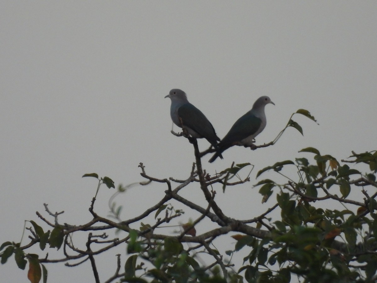 Бронзовый плодовый голубь - ML645394173