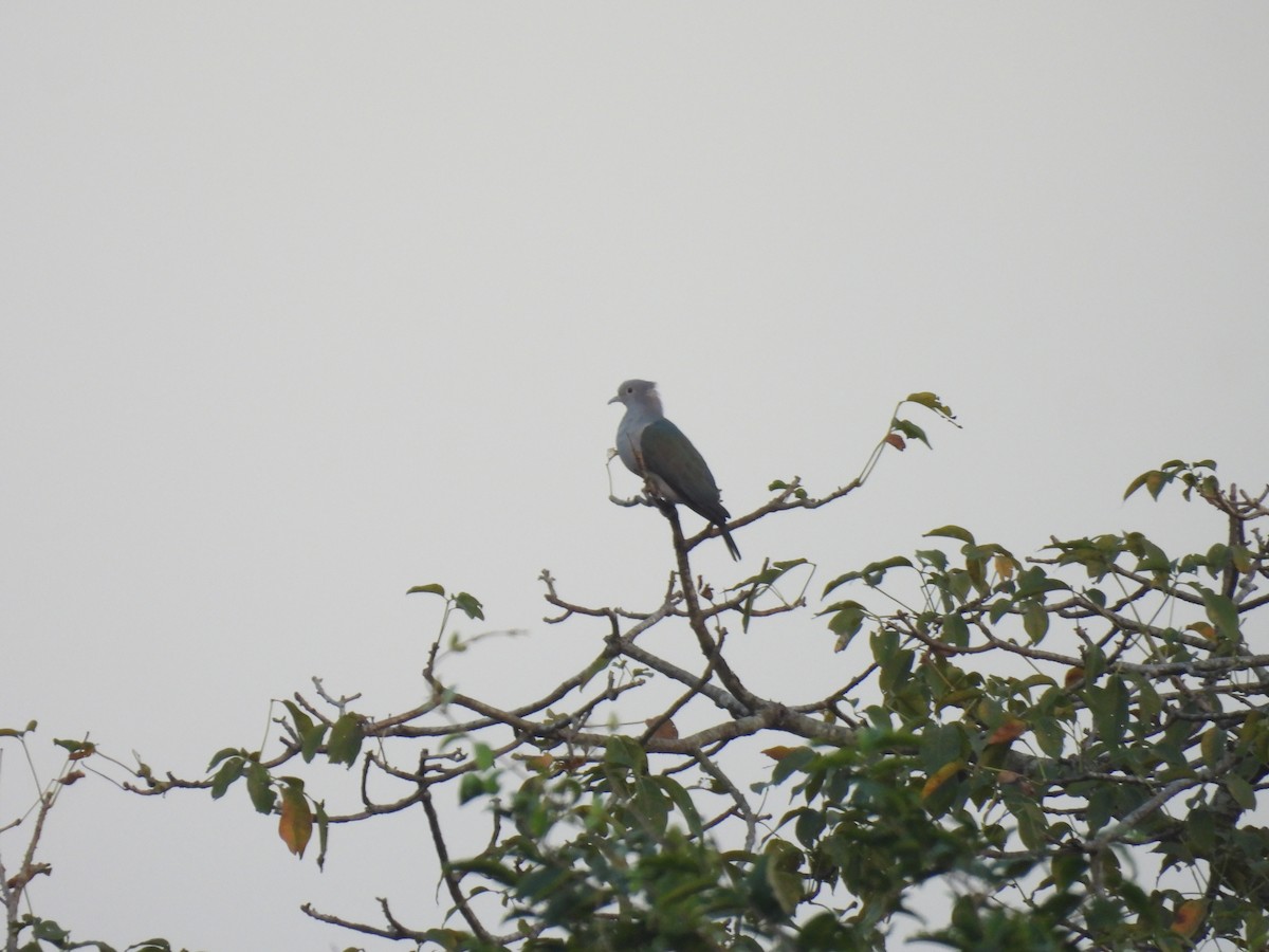 Бронзовый плодовый голубь - ML645394174