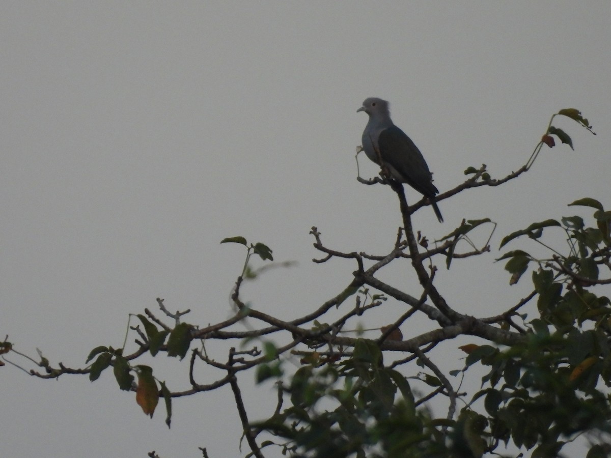 Бронзовый плодовый голубь - ML645394175