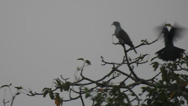 Бронзовый плодовый голубь - ML645394176