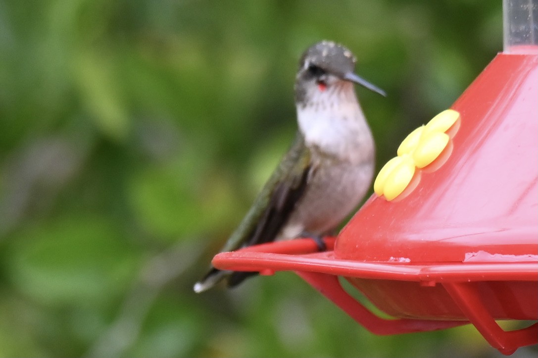 Рубиновогорлый колибри - ML645394179