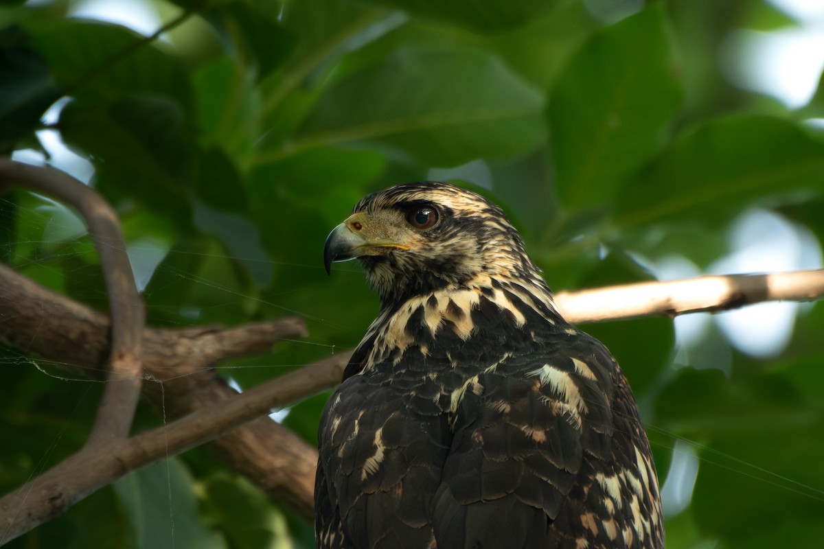 Common Black Hawk - ML645394180