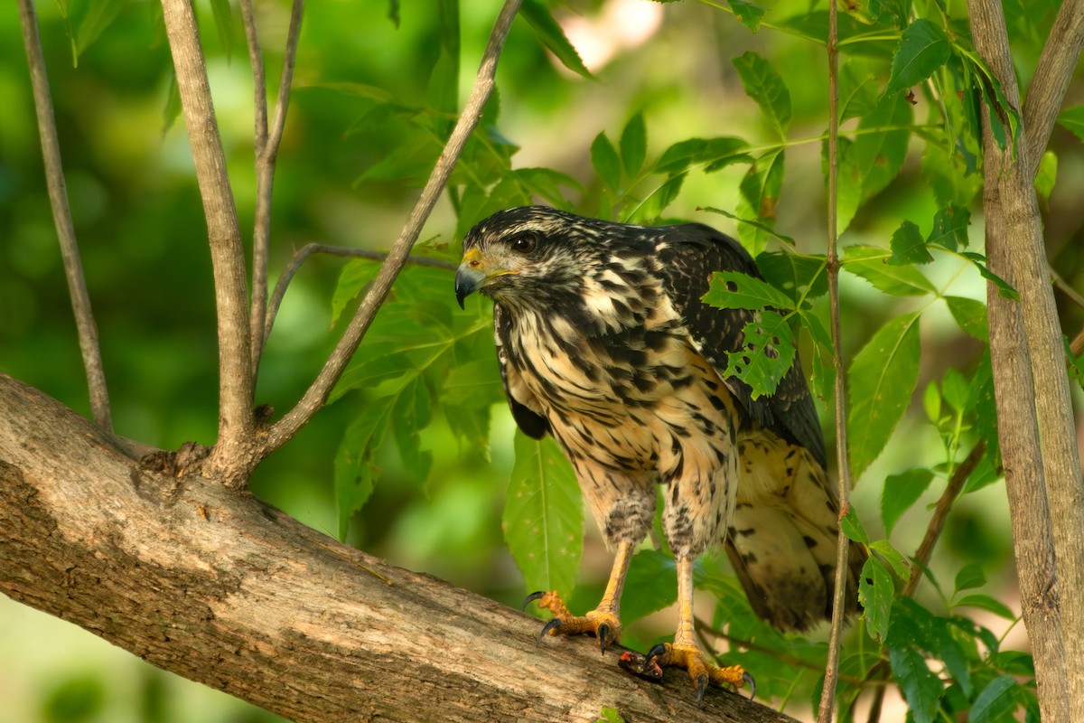 Common Black Hawk - ML645394181